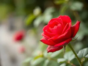 Jacek Ochman: życie, miłość i ostatnie chwile przed śmiercią